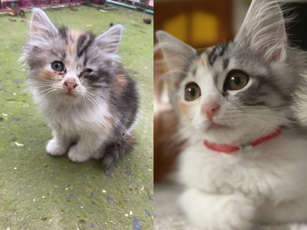 A small dog barking at its owner